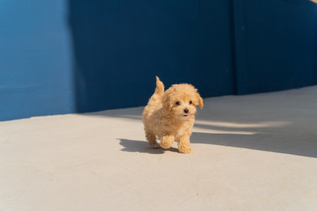 Accueillir un chiot ou un chien dans son foyer