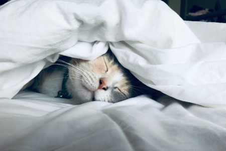 Astuces pour amener notre chat à nous laisser Dormir la nuit