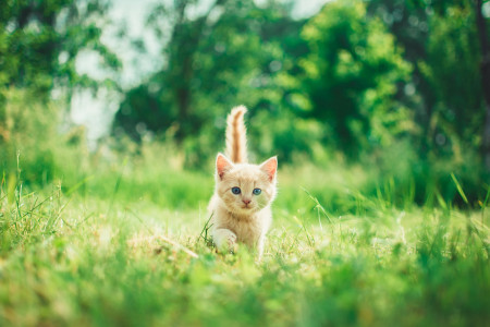 Bien accueillir un chat dans son foyer