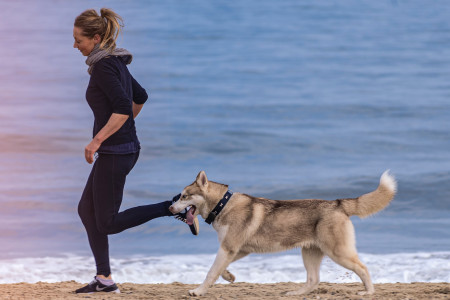Découvrez le biathlon canin