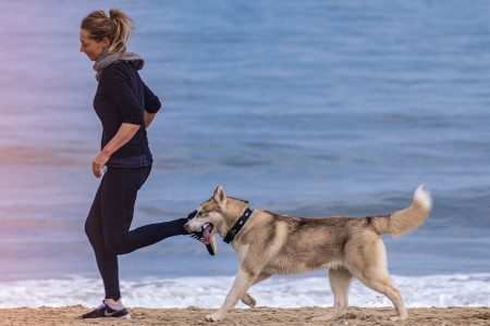 Découvrez le biathlon canin