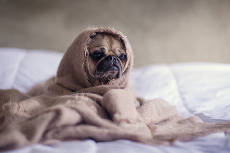 La santé du chien et les huiles essentielles