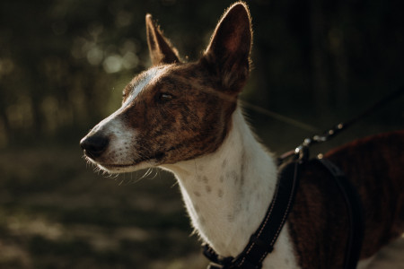 Le Basenji