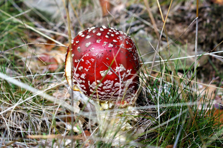 Le champignon, un poison pour votre chien !