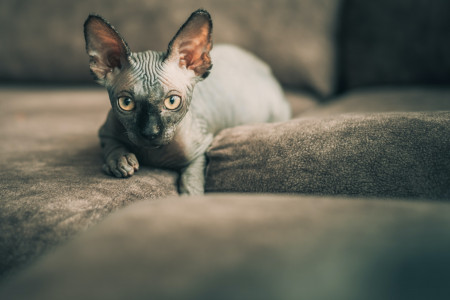 Le Sphynx, un chat à part