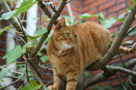 Les Risques de Laisser son Chat en Extérieur : Prudence et Vigilance de Mise