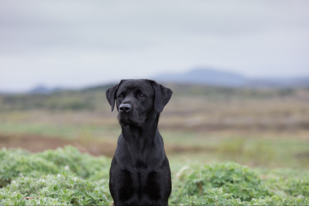 Profession : chien de président