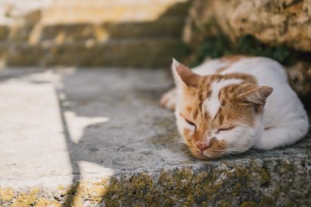 Protéger votre chat de la canicule