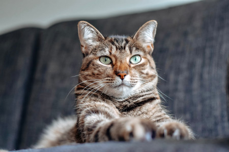 Un bar à chat à Toulouse