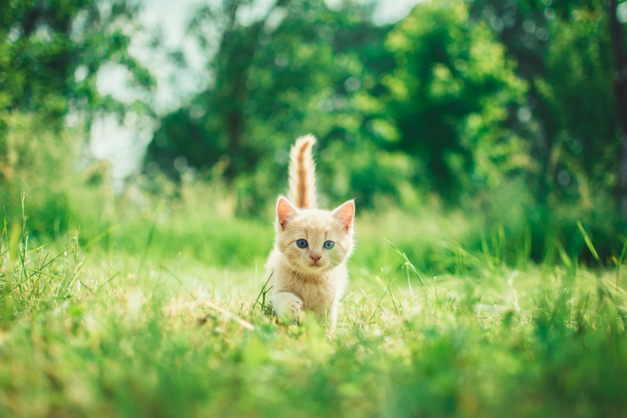 chaton dans l'herbe