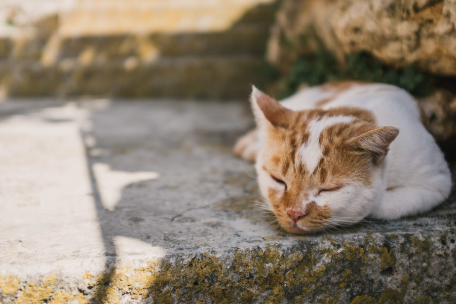 chat qui dort