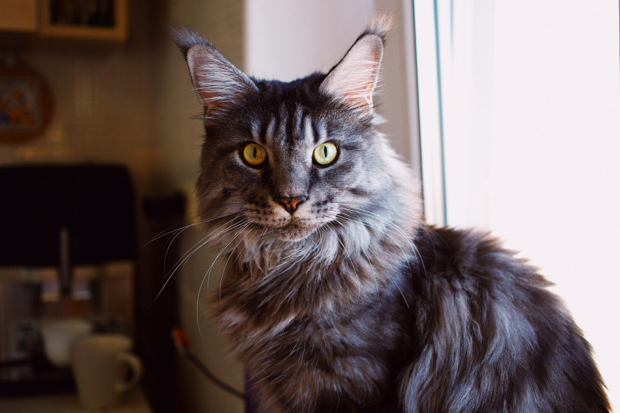 Maine Coon en garde à toulouse