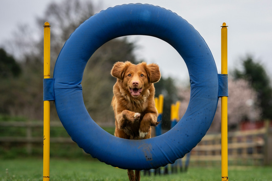 chien en agility