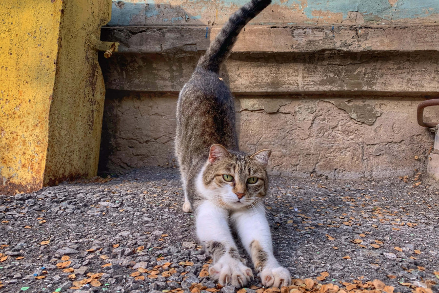 Chat qui s'étire