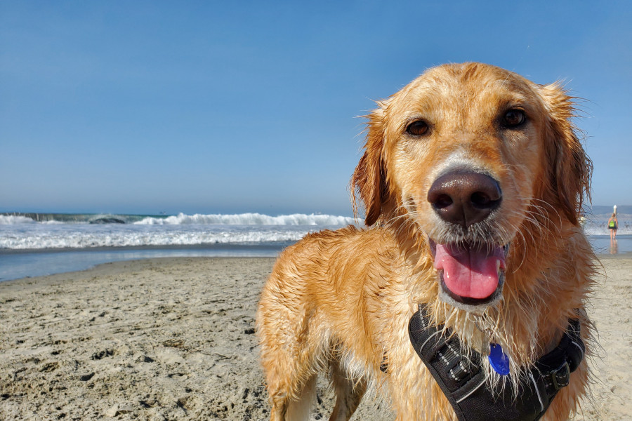 Chien sur la plage