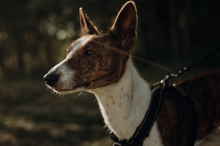 basenji