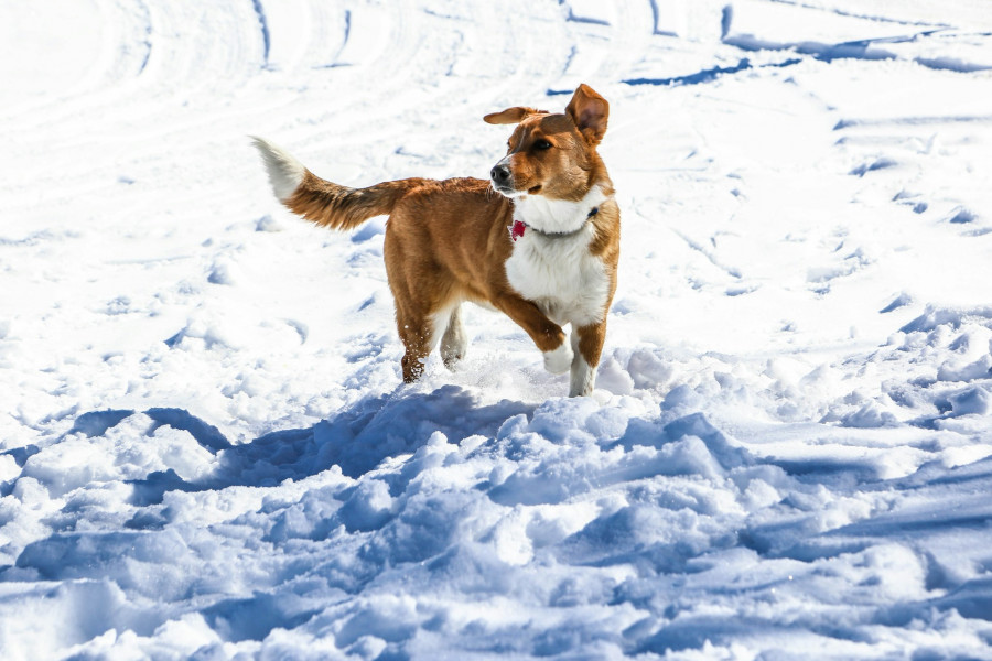 chien d'avalanche