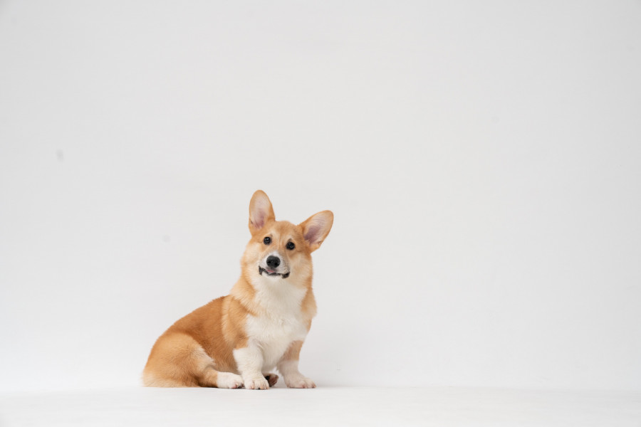 corgi