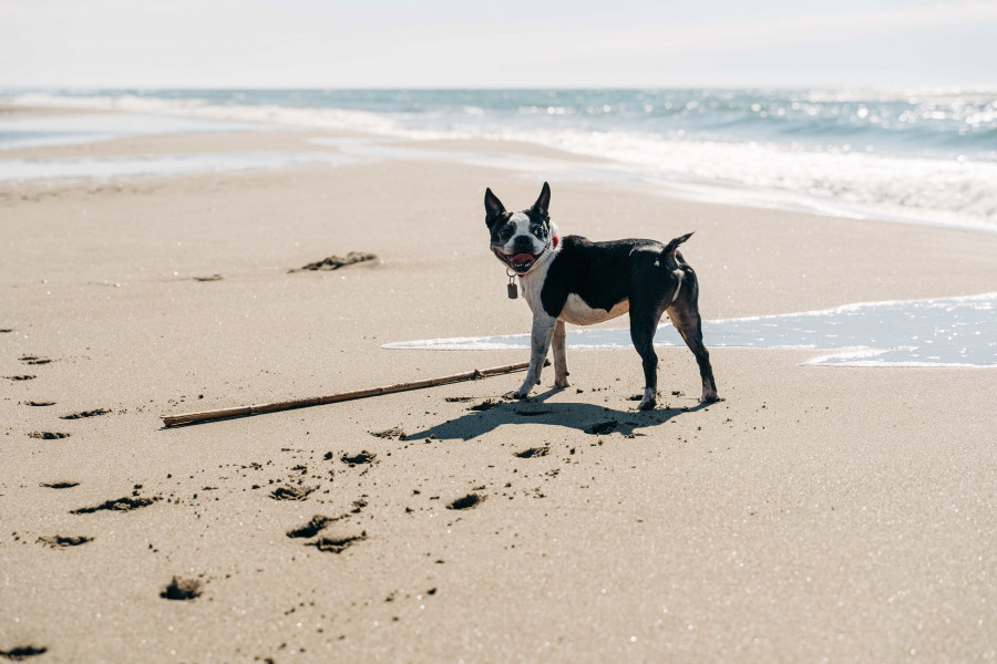 chien à la plage