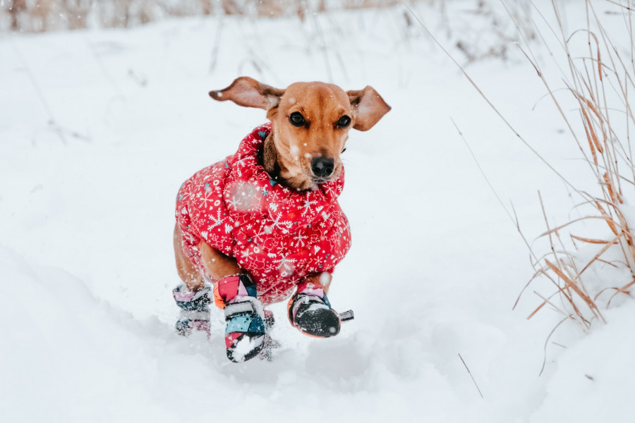 Chien dans la neige