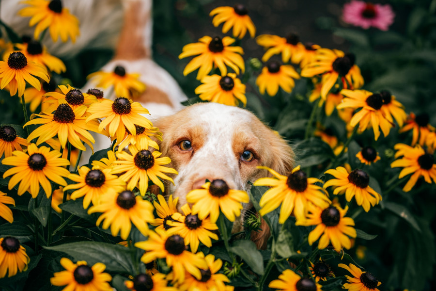 chien dans les fleurs