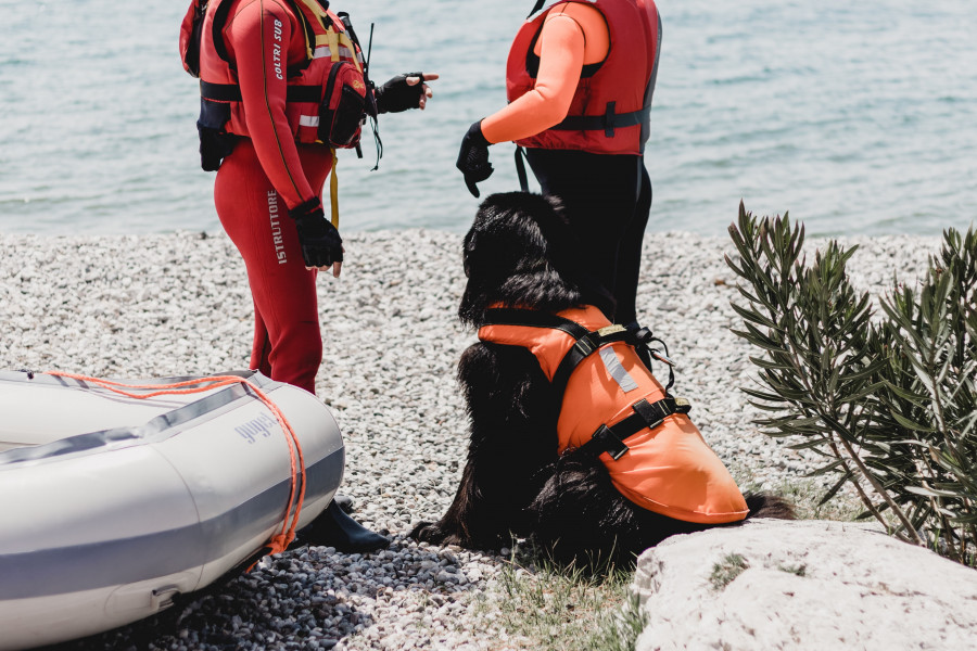 chien sauveteur en mer