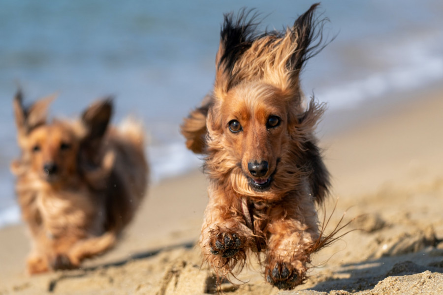 Chiens en vacances