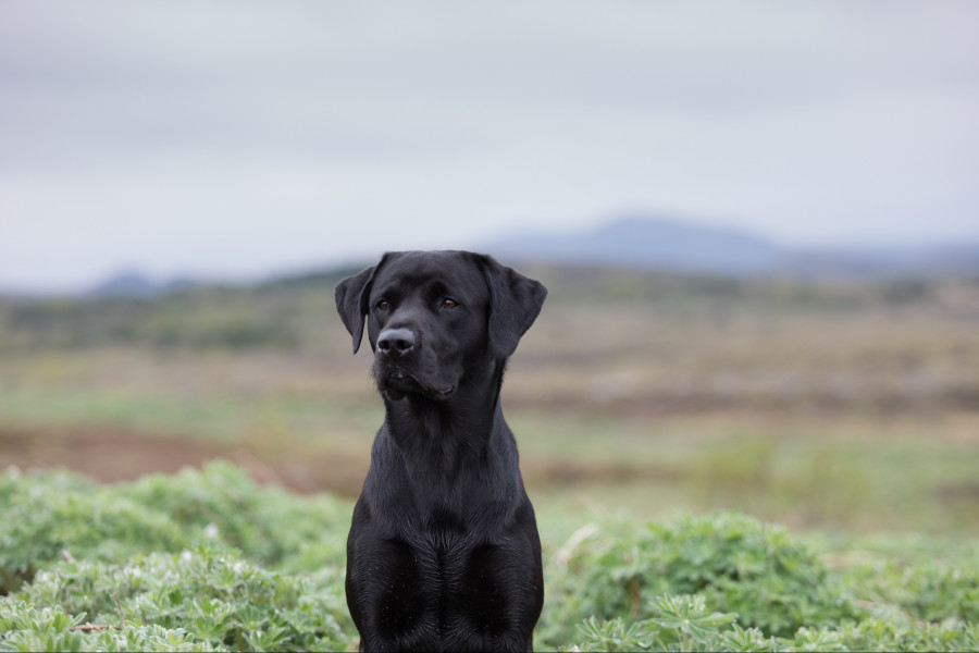 chien de president