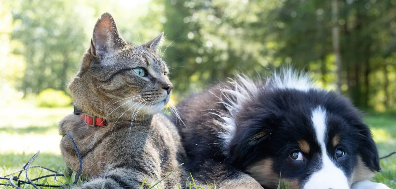 garde animaux à Toulouse