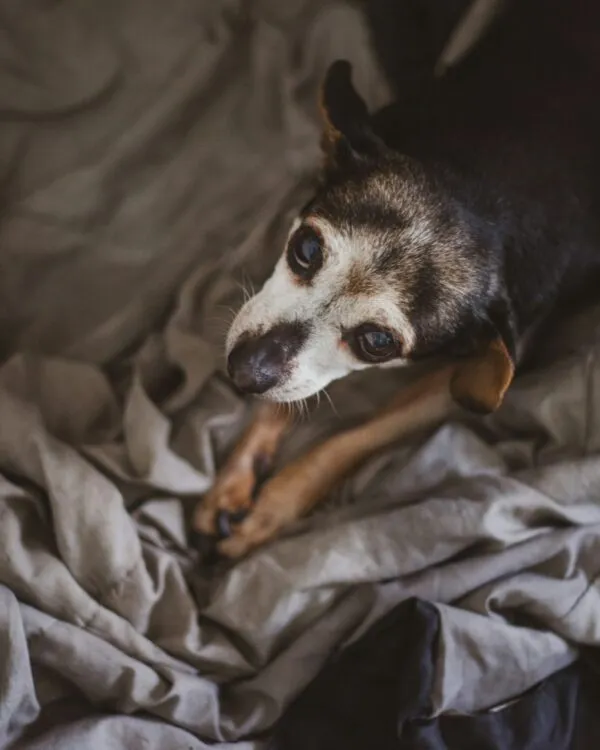 garde chien agé ou malade à toulouse