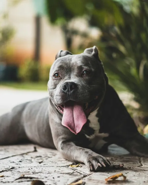 garde de chien catégorisé à Toulouse