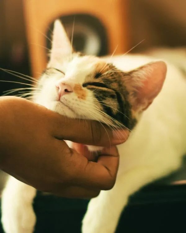 garde de chat à Blagnac et ses environs