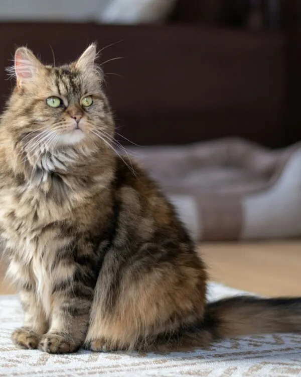 Garde de chats à Colomiers et ses environs