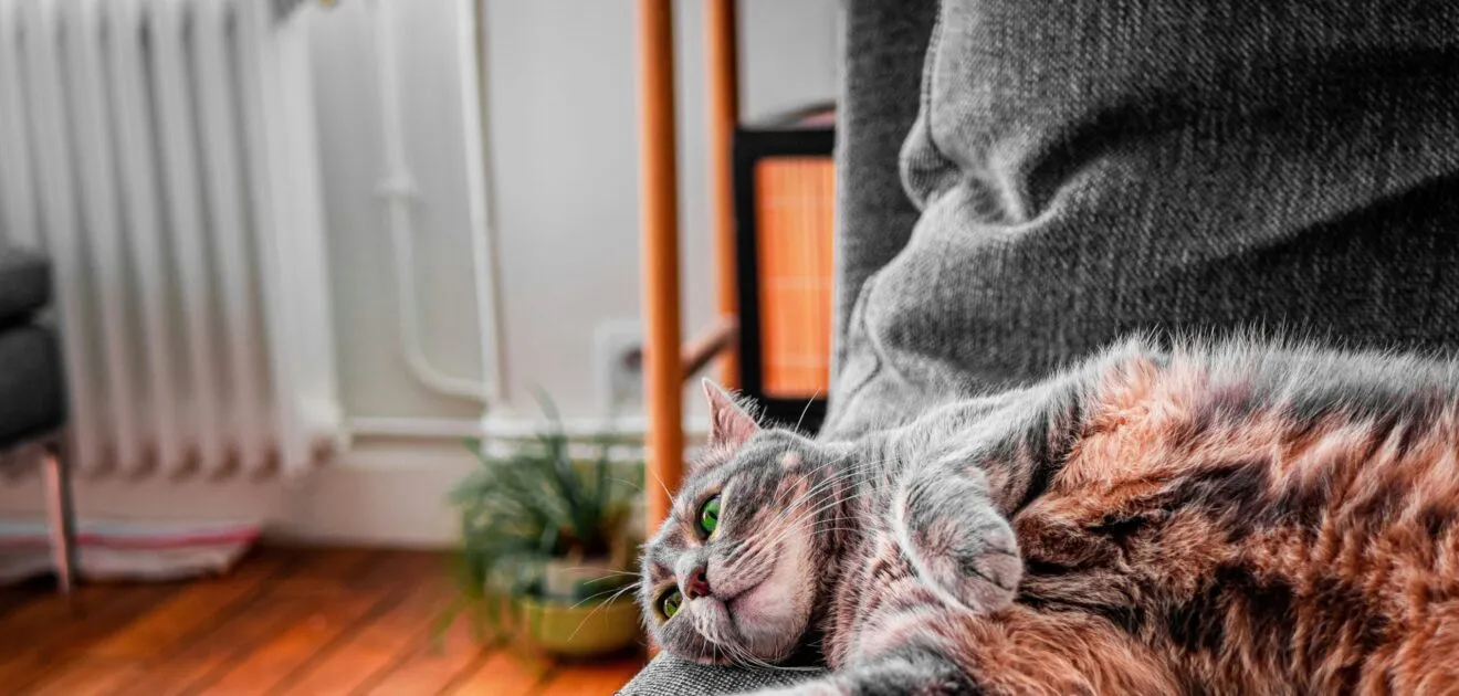 chat en garde à toulouse