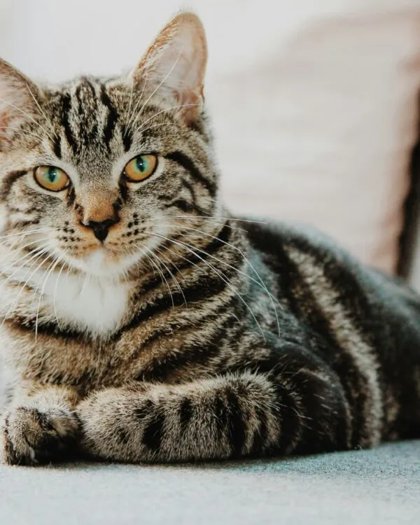 garde de chat pechbonnieu et alentours