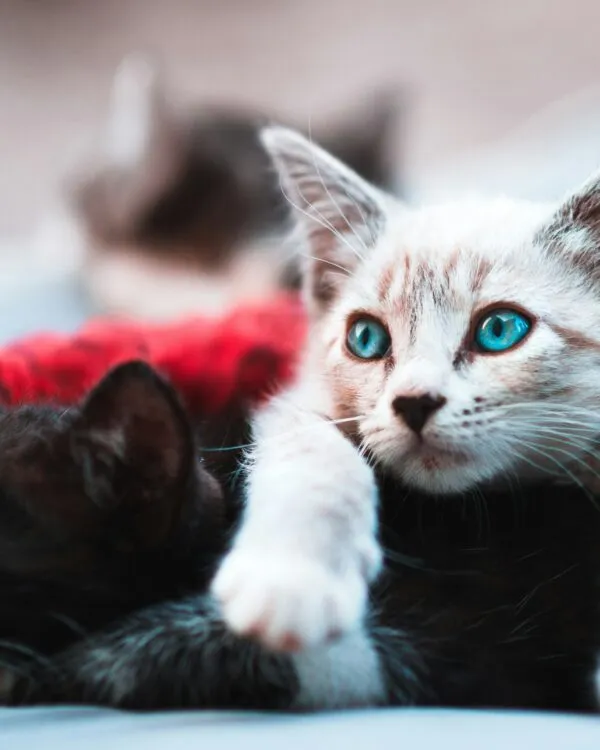 garde de chats à Balma et ses environs