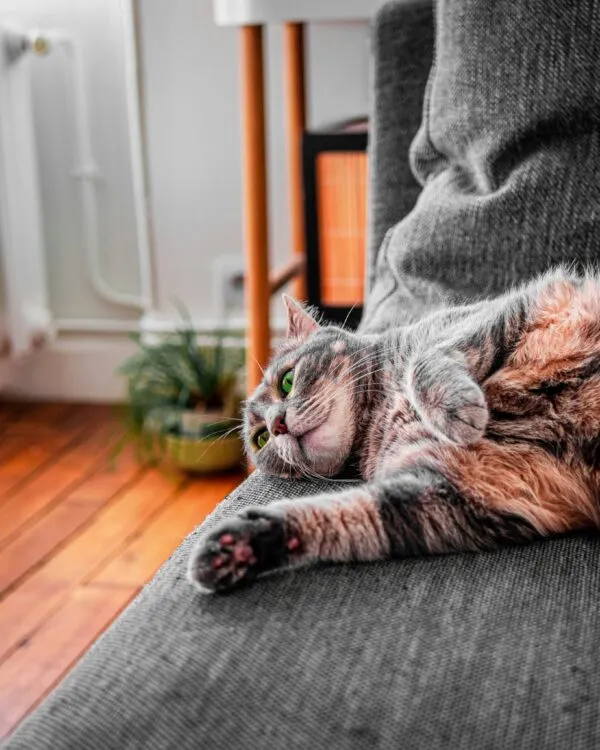 garde de chats à Muret et ses environs