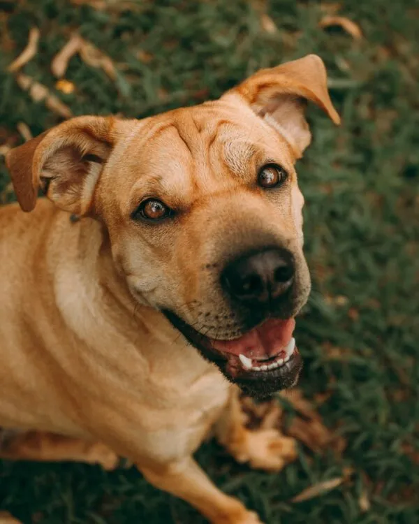 garde de chiens à Balma et ses environs