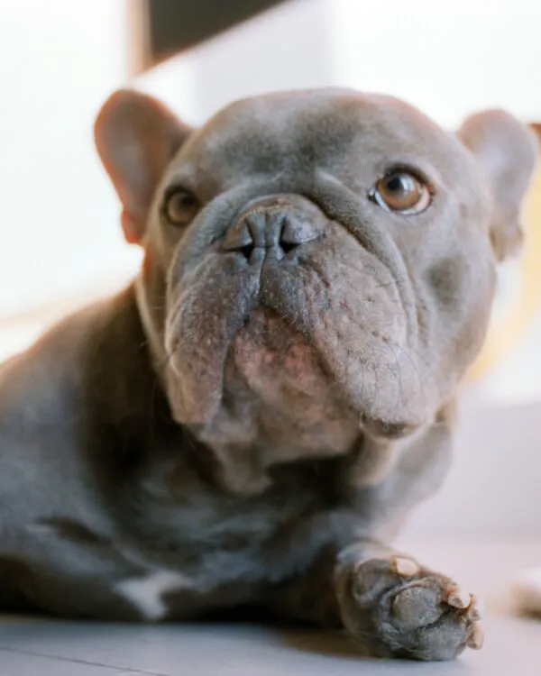 garde de chien à Blagnac et ses environs