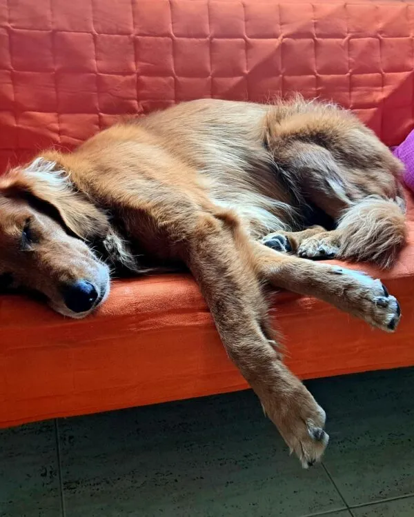 garde de chien à Muret et ses environs