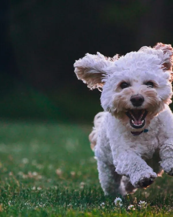 Garde de chiens à Colomiers et ses environs