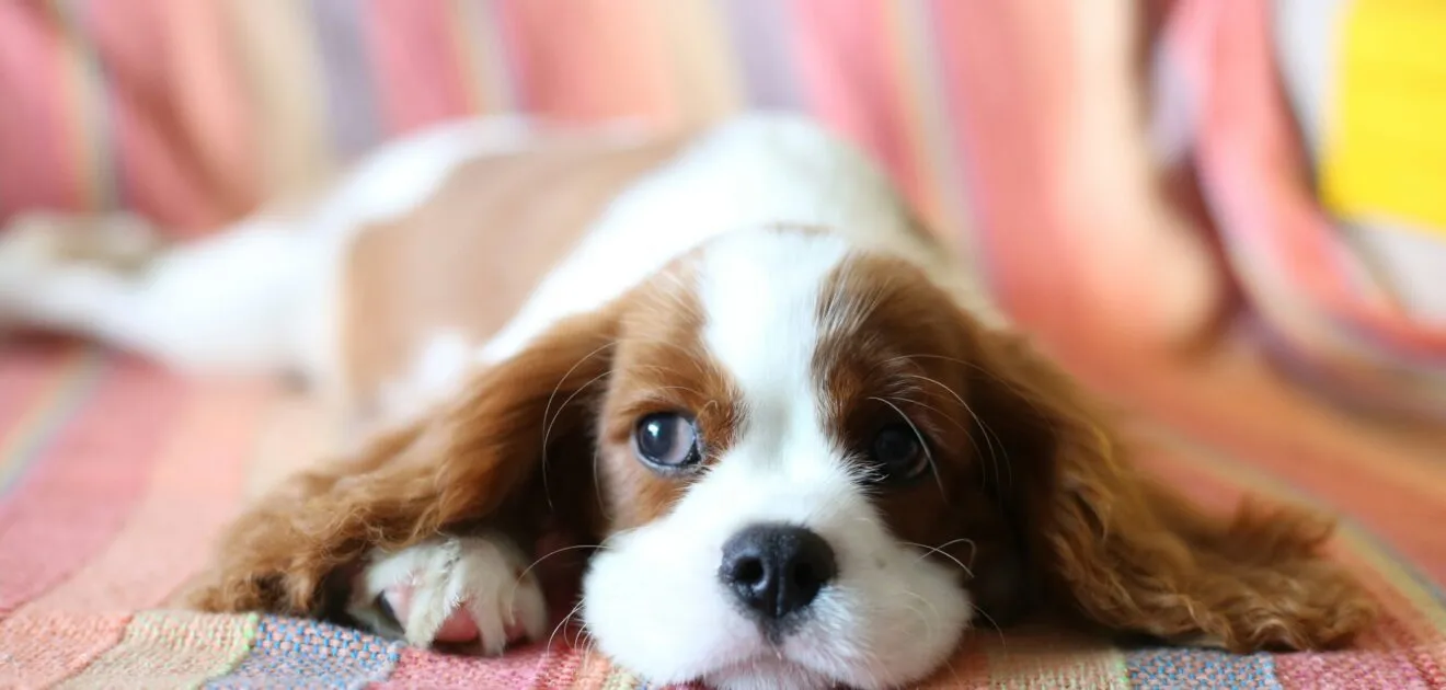 garde adapté à votre chien à Toulouse