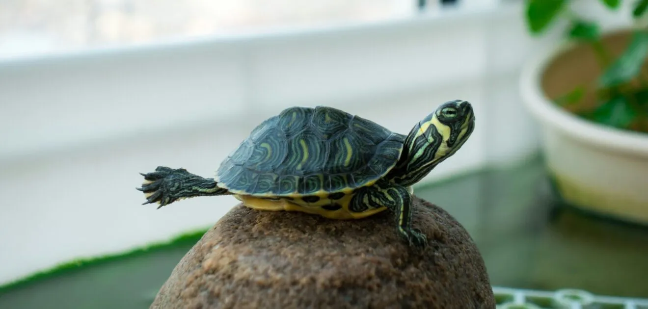 garde de tortue à toulouse