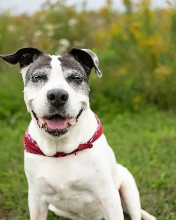 garde tous chiens à toulouse