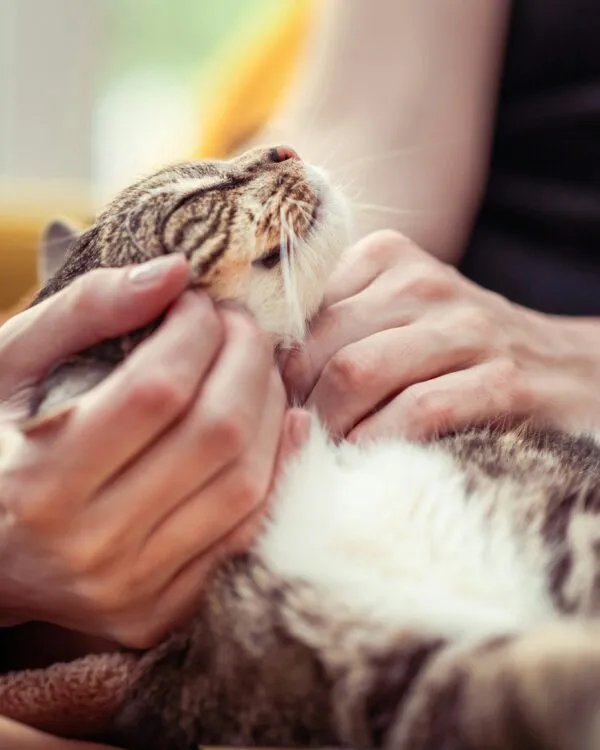 vacances pour chat à toulouse
