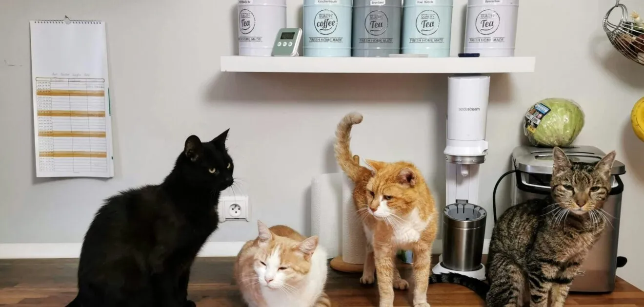 visite de plusieurs chats à toulouse